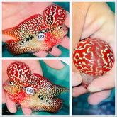 Short Body String Pearl Kamfa Flowerhorn - 123